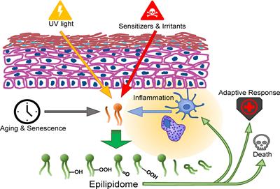 The Skin Epilipidome in Stress, Aging, and Inflammation